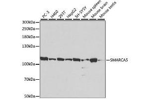 Western blot analysis of extracts of various cell lines, using SMARCA5 antibody. (SMARCA5 antibody  (AA 100-400))