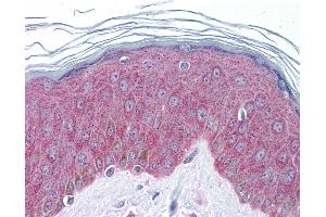 Anti-IL-33 antibody IHC of human skin. (IL-33 antibody  (AA 36-85))