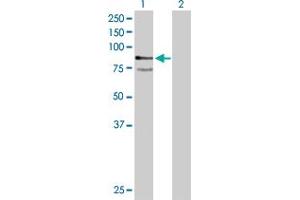 Western Blot analysis of PTPRR expression in transfected 293T cell line by PTPRR MaxPab polyclonal antibody.