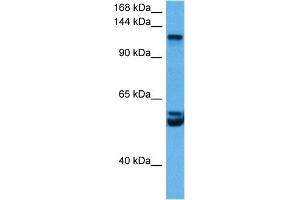 Host:  Rabbit  Target Name:  RBL2  Sample Tissue:  Mouse Brain  Antibody Dilution:  1ug/ml (p130 antibody  (C-Term))
