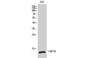 Western Blotting (WB) image for anti-Heat Shock 10kDa Protein 1 (Chaperonin 10) (HSPE1) (Internal Region) antibody (ABIN3175563) (HSPE1 antibody  (Internal Region))