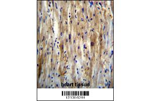 SLC12A7 Antibody immunohistochemistry analysis in formalin fixed and paraffin embedded human heart tissue followed by peroxidase conjugation of the secondary antibody and DAB staining. (SLC12A7 antibody  (N-Term))