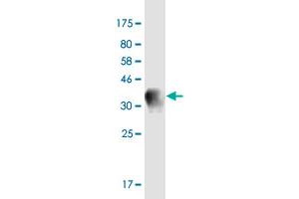 SYT13 antibody  (AA 36-135)