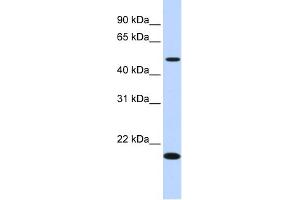 WB Suggested Anti-C5orf55 Antibody Titration: 0. (EXOC3-AS1/C5orf55 antibody  (N-Term))