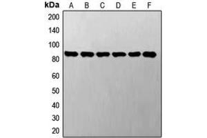 Western blot analysis of STAT3 expression in A549 (A), LO2 (B), SP2/0 (C), NIH3T3 (D), PC12 (E), H9C2 (F) whole cell lysates. (STAT3 antibody  (C-Term))