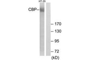 Western blot analysis of extracts from HT-29 cells, treated with calyculinA 50ng/ml 30', using CBP (Ab-1535) Antibody. (CBP antibody  (AA 1501-1550))