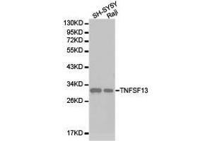 Western Blotting (WB) image for anti-Tumor Necrosis Factor (Ligand) Superfamily, Member 13 (TNFSF13) antibody (ABIN1875143) (TNFSF13 antibody)