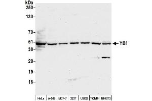Western Blotting (WB) image for anti-Y Box Binding Protein 1 (YBX1) (AA 224-274) antibody (ABIN7453588)
