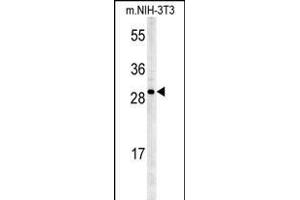 KCTD21 Antibody (C-term) (ABIN651600 and ABIN2840317) western blot analysis in mouse NIH-3T3 cell line lysates (35 μg/lane). (KCTD21 antibody  (C-Term))