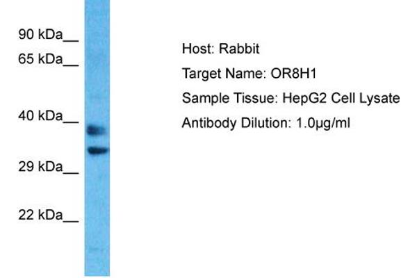 OR8H1 antibody  (C-Term)