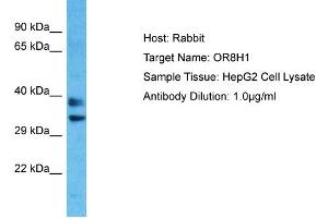 Host: Rabbit Target Name: OR8H1 Sample Type: HepG2 Whole Cell lysates Antibody Dilution: 1. (OR8H1 antibody  (C-Term))