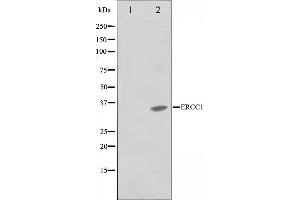 Western blot analysis on NIH-3T3 cell lysate using ERCC1 Antibody,The lane on the left is treated with the antigen-specific peptide. (ERCC1 antibody  (Internal Region))