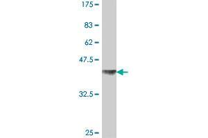 NUP214 antibody  (AA 1-97)