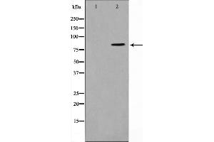 STON1 antibody  (C-Term)