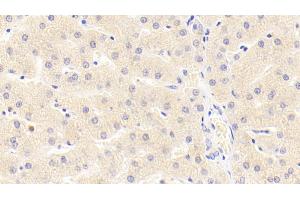 Detection of MMP3 in Porcine Liver Tissue using Polyclonal Antibody to Matrix Metalloproteinase 3 (MMP3) (MMP3 antibody  (AA 18-477))