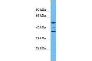 OR5K4 antibody  (C-Term)