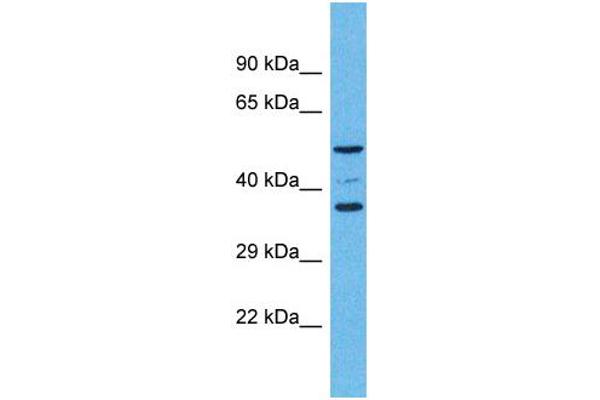 OR5K4 antibody  (C-Term)