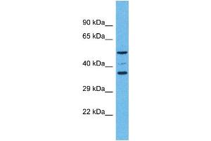 Western Blotting (WB) image for anti-Olfactory Receptor, Family 5, Subfamily K, Member 4 (OR5K4) (C-Term) antibody (ABIN2791760) (OR5K4 antibody  (C-Term))