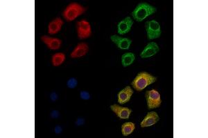 ABIN7094427 and ABIN7098474 staining Hela cells by IF/ICC.