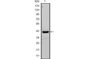 Western blot analysis using FABP4 mouse mAb against FABP4-hIgGFc transfected HEK293 cell lysate. (FABP4 antibody)