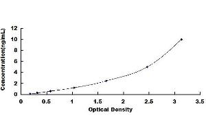 XCL2 ELISA Kit