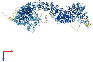 Ankyrin and Armadillo Repeat Containing (ANKAR) (AA 1-1465) protein (His tag)