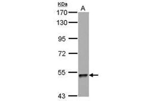 Image no. 1 for anti-Zinc Finger Protein 689 (ZNF689) (AA 28-240) antibody (ABIN1501852) (ZNF689 antibody  (AA 28-240))