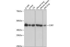 Western blot analysis of extracts of various cell lines, using CCR7 Rabbit mAb (ABIN7266309) at 1:1000 dilution. (CCR7 antibody)