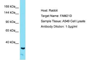 Host: Rabbit Target Name: FAM21A Sample Tissue: Human A549 Whole Cell Antibody Dilution: 1ug/ml (FAM21D antibody  (C-Term))