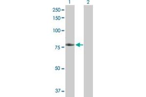 Western Blot analysis of TNFRSF21 expression in transfected 293T cell line by TNFRSF21 MaxPab polyclonal antibody. (TNFRSF21 antibody  (AA 1-655))