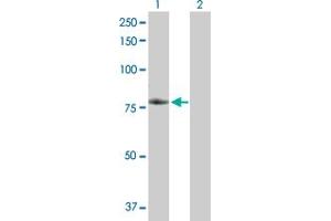 Western Blot analysis of TNFRSF21 expression in transfected 293T cell line by TNFRSF21 MaxPab polyclonal antibody.
