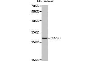 Western blot analysis of extracts of mouse liver, using CD79B antibody (ABIN1871654) at 1:1000 dilution. (CD79b antibody)