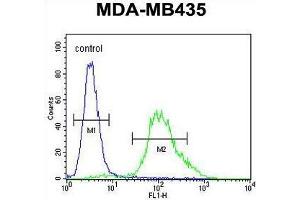 ZNF98 Antibody (C-term) flow cytometric analysis of MDA-MB435 cells (right histogram) compared to a negative control cell (left histogram).