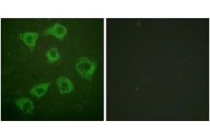 Immunofluorescence (IF) image for anti-Kinase Suppressor of Ras 1 (KSR1) (AA 358-407) antibody (ABIN2888600) (KSR1 antibody  (AA 358-407))