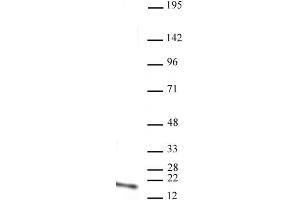Histone H3 monomethyl Lys4 antibody (mAb) tested by Western blot. (Histone 3 antibody  (H3K4me))