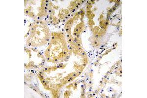 Immunohistochemical analysis of ABHD4 staining in human kidney formalin fixed paraffin embedded tissue section. (ABHD4 antibody  (C-Term))