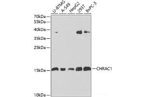 CHRAC1 antibody