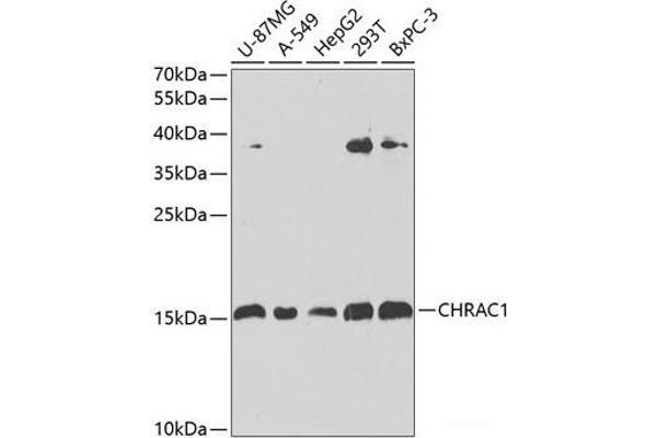 CHRAC1 anticorps