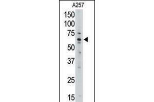 Western blot analysis of anti-MLLT1 Pab in A257 cell line lysate (35ug/lane). (MLLT1 antibody  (C-Term))