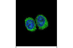 Confocal immunofluorescent analysis of NPC1 Antibody (Center) (ABIN657395 and ABIN2846435) with 293 cell followed by Alexa Fluor 488-conjugated goat anti-rabbit lgG (green). (NPC1 antibody  (AA 591-620))