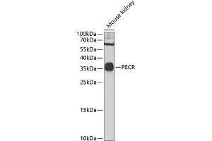 Western blot analysis of extracts of mouse kidney, using PECR Antibody (ABIN6131420, ABIN6145431, ABIN6145432 and ABIN6223034) at 1:1000 dilution. (PECR antibody  (AA 24-303))