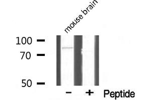 Western blot analysis of TBX3 expression in mouse brain lysate (TBX3 antibody)