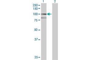 AOC3 antibody  (AA 1-763)