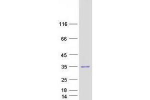 Validation with Western Blot (VSTM2A Protein (Myc-DYKDDDDK Tag))