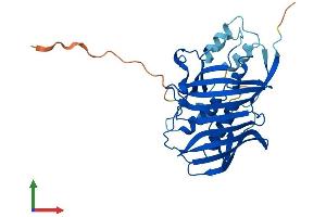 AlphaFold protein structure predicition of Human Recombinant ACOT8 Protein, UniprotID O14734 (ACOT8 Protein (AA 1-319) (His tag))