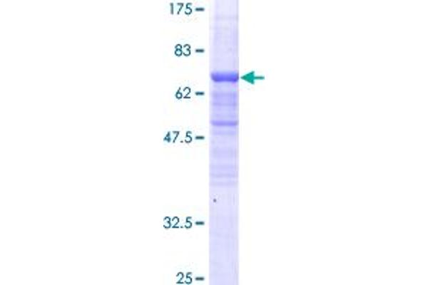 BAF53A Protein (AA 1-387) (GST tag)