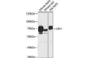 Western blot analysis of extracts of various cell lines, using CRY1 antibody (ABIN6130203, ABIN6139061, ABIN6139064 and ABIN6217742) at 1:1000 dilution. (CRY1 antibody  (AA 1-255))