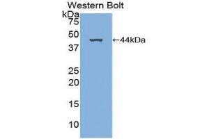 Western Blotting (WB) image for anti-Platelet-Derived Growth Factor C (PDGFC) (AA 23-345) antibody (ABIN1860160) (PDGFC antibody  (AA 23-345))