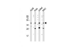 All lanes : Anti-MORF4L1 Antibody (C-Term) at 1:2000 dilution Lane 1: A549 whole cell lysate Lane 2: Hela whole cell lysate Lane 3: Jurkat whole cell lysate Lane 4: K562 whole cell lysate Lysates/proteins at 20 μg per lane. (MORF4L1 antibody  (AA 328-360))