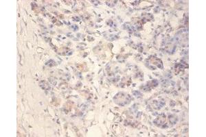 Immunohistochemistry of paraffin-embedded human pancreatic tissue using ABIN7157084 at dilution of 1:100 (Amylin/DAP antibody  (AA 34-70))